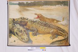 Schulwandbild - Krokodile